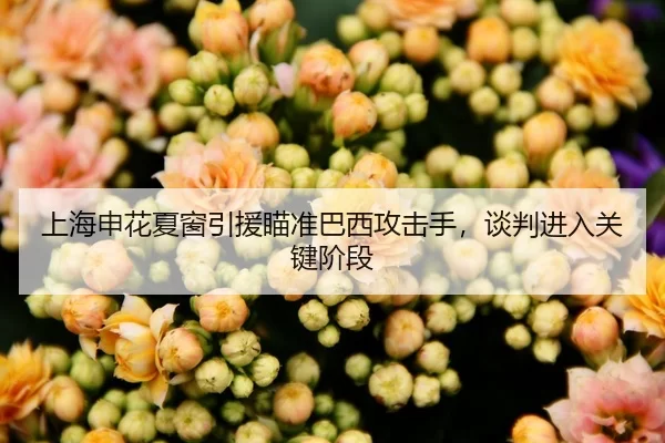 上海申花夏窗引援瞄准巴西攻击手，谈判进入关键阶段